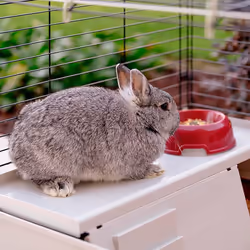 Ferplast Krolik 140 Plus Rabit Grey, Red - Additional view 6