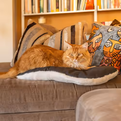 Relax F 65/6 Cat and Dog Bed, Cotton/Fur, 65 x 42 cm, Grey/Beige