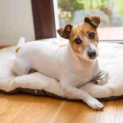 Relax F 65/6 Cat and Dog Bed, Cotton/Fur, 65 x 42 cm, Grey/Beige