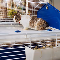 Ferplast Barn 100 Rabit Taupe, White