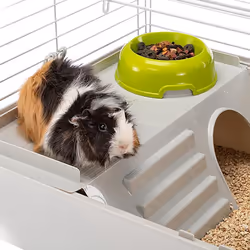 Ferplast Cavie Guinea pig Grey, White