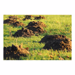 Fumond Talpe Smoke Mole Repellent Hole Tunnels STOP MOLES
