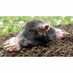 Fumond Talpe Smoke Mole Repellent Hole Tunnels STOP MOLES