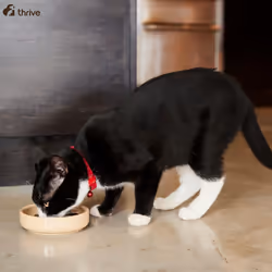 thrive Cat PremiumPlus Dry Food- SALMON & HERRING 1.5kg