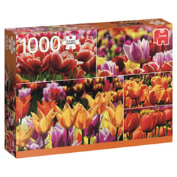 Premium Collection Tulips 1000 pieces