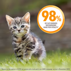 IAMS for Vitality Dry Kitten Food with Fresh Chicken, 3 kg