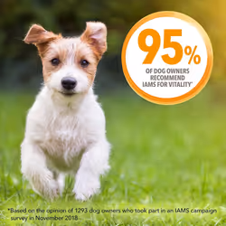 IAMS for Vitality Small/Medium Breed Puppy Dry Dog Food with Fresh Chicken, 3 kg