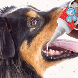 | Advanced-Enzyme Toothgel | Dental Care for Dogs & Cats | Non-Brush Alternative | Helps Prevent Bad Breath & Combat Plaque | 100g Tube
