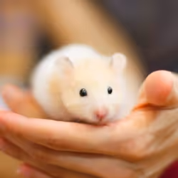 Beaphar Care+ Hamster Granules 700 g