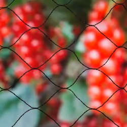 Nature Bird Netting Primo 10x10m Black Garden Crop Protection Mesh 6030407