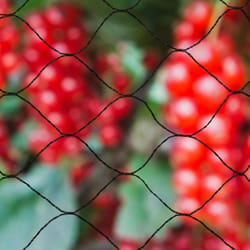 Nature Bird Netting Primo 10x10m Black Garden Crop Protection Mesh 6030407