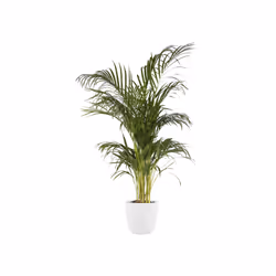 elho Brussels Round Indoor Pot planter Freestanding Polypropylene (PP) White
