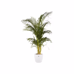 elho brussels round 20cm Indoor Pot planter Freestanding Polypropylene (PP) White
