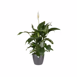 elho brussels round 30cm Indoor Pot planter Freestanding Polypropylene (PP) Anthracite - Additional view 4