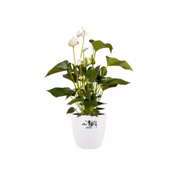 elho brussels round wheels 35cm Indoor Pot planter Freestanding Polypropylene (PP) White