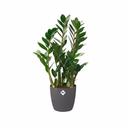 elho brussels round wheels 35cm Indoor Pot planter Freestanding Polypropylene (PP) Anthracite - Additional view 4