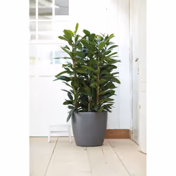 elho brussels round wheels 35cm Indoor Pot planter Freestanding Polypropylene (PP) Anthracite - Additional view 6
