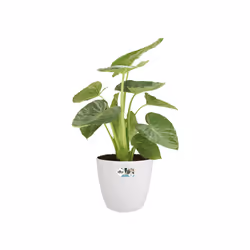 elho brussels round wheels 40cm Indoor Pot planter Freestanding Polypropylene (PP) White - Additional view 5