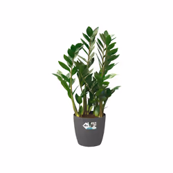 elho brussels round wheels 40cm Indoor Pot planter Freestanding Polypropylene (PP) Anthracite