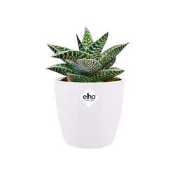 elho brussels round mini 10,5cm Indoor Pot planter Freestanding Polypropylene (PP) White