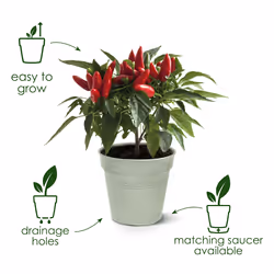 elho Green Basics Growpot 19cm - Additional view 5