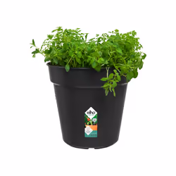 elho Green Basics Growpot 24cm
