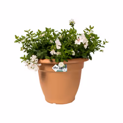 elho Green Basics Campana 40cm