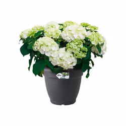 elho Green Basics Campana 50cm