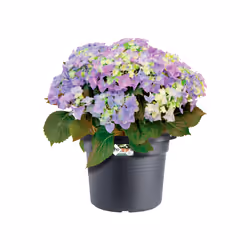 elho Green Basics Cilinder 40cm