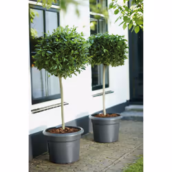 elho Green Basics Cilinder 45cm - Additional view 4