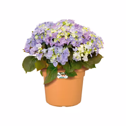 elho Green Basics Cilinder 45cm