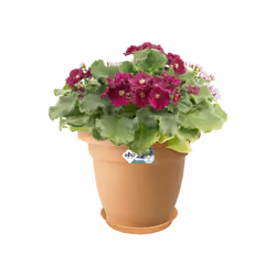 elho Green Basics Saucer 41cm
