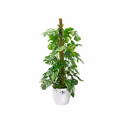 elho Brussels Round Wheels 47cm - Additional view 4