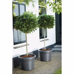 elho green basics cilinder 65cm Outdoor Pot planter Freestanding Polypropylene (PP) Black - Additional view 4
