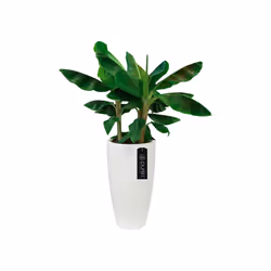 elho pure soft round high 30 Indoor/outdoor Pot planter Freestanding Linear low-density polyethylene (LLDPE) White
