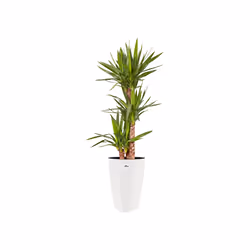 elho brussels diamond round high 32cm Indoor Pot planter Freestanding Polypropylene (PP) White