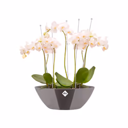 elho Brussels Diamond Oval 36cm