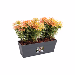 elho loft urban trough 50 Outdoor Pot planter Freestanding Polypropylene (PP) Anthracite