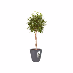 elho Pure Straight Round 35cm