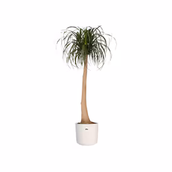 elho b.for soft round 22cm Indoor Pot planter Freestanding Polypropylene (PP) White