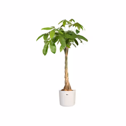 elho B.For Soft Round 25cm - Additional view 4