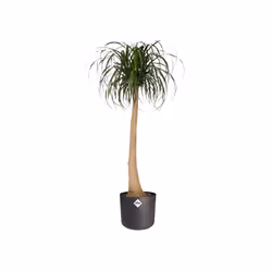 elho b.for soft round 22cm Indoor Pot planter Freestanding Polypropylene (PP) Anthracite - Additional view 3