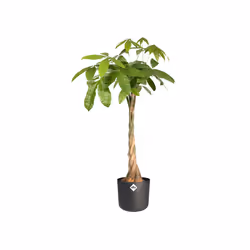 elho b.for soft round 22cm Indoor Pot planter Freestanding Polypropylene (PP) Anthracite - Additional view 4