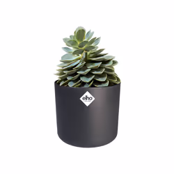 elho b.for soft round 22cm Indoor Pot planter Freestanding Polypropylene (PP) Anthracite - Additional view 5