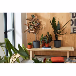 elho b.for soft round 22cm Indoor Pot planter Freestanding Polypropylene (PP) Anthracite - Additional view 6