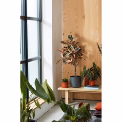 elho b.for soft round 22cm Indoor Pot planter Freestanding Polypropylene (PP) Anthracite - Additional view 7