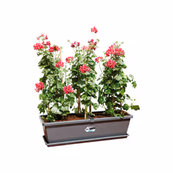 elho barcelona xl 60cm Outdoor Pot planter Freestanding Polypropylene (PP) Anthracite
