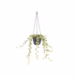 elho brussels hanging basket 18cm Indoor Basket planter Polypropylene (PP) Anthracite