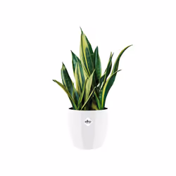 elho brussels diamond round 25cm Indoor Pot planter Freestanding Polypropylene (PP) White - Additional view 3