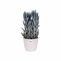 elho brussels diamond round 25cm Indoor Pot planter Freestanding Polypropylene (PP) White - Additional view 4